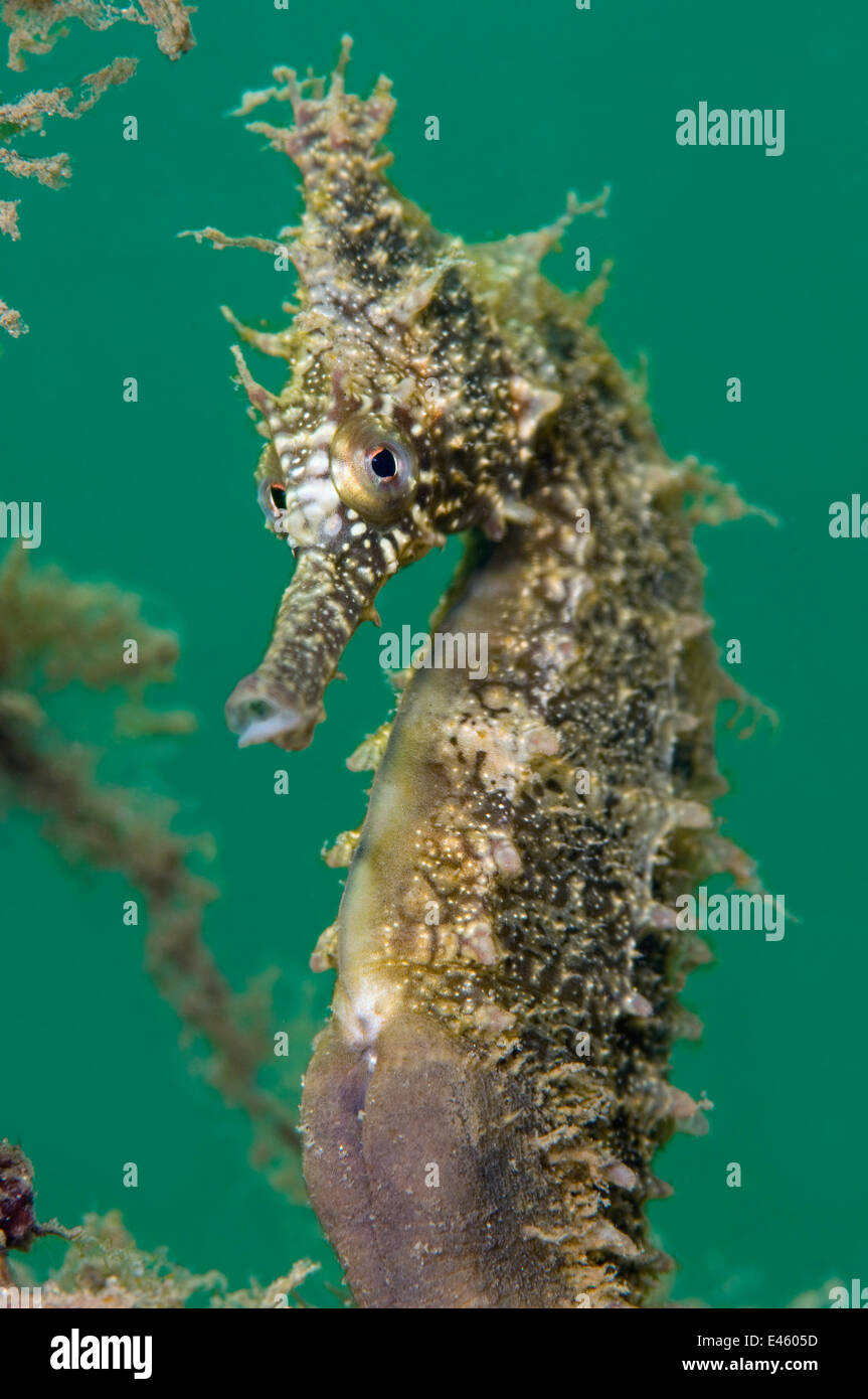 Un ritratto di un maschio bianco di cavallucci marini (Hippocampus whitei). Chowder Bay, il Porto di Sydney, Nuovo Galles del Sud, Australia, Novembre. Foto Stock