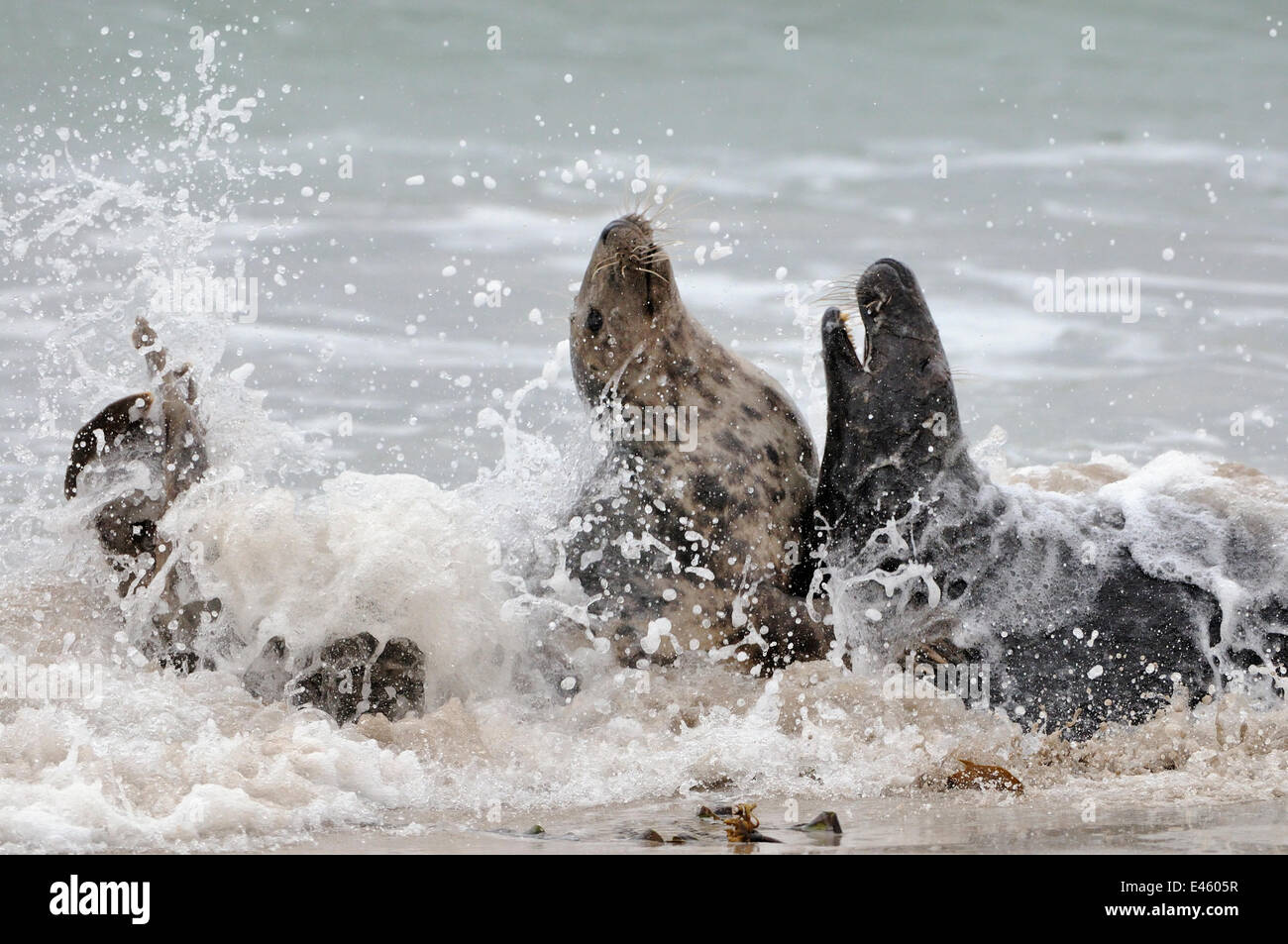 Guarnizione grigio (Halichoerus grypus) giovane combattimenti in mare come il maschio (a destra) tenta di accoppiarsi con la femmina. La Scozia, Ottobre . Foto Stock