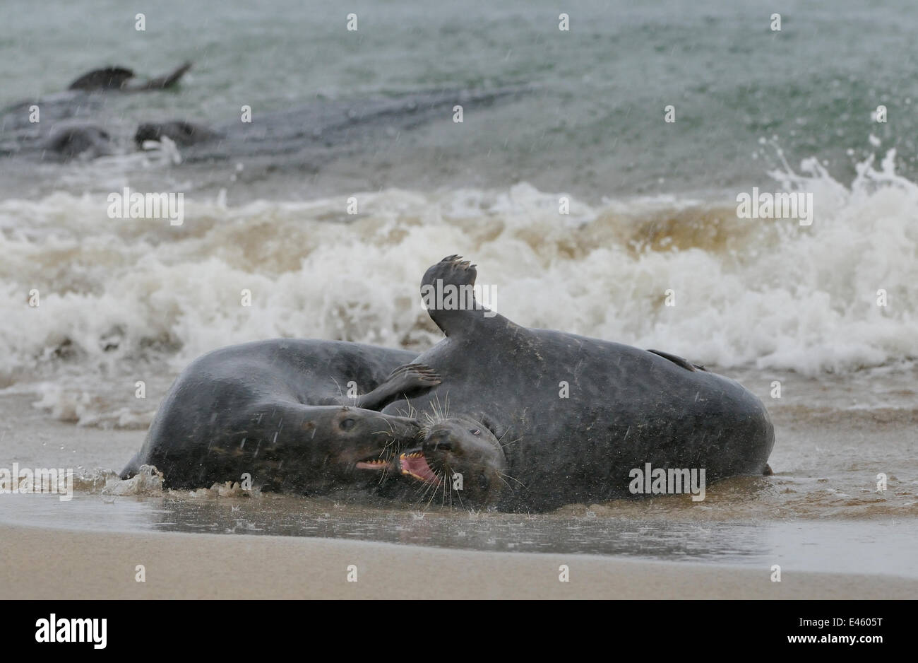 Guarnizione grigio (Halichoerus grypus) maschio (sinistra) e femmina nel surf. La Scozia, Ottobre . Foto Stock