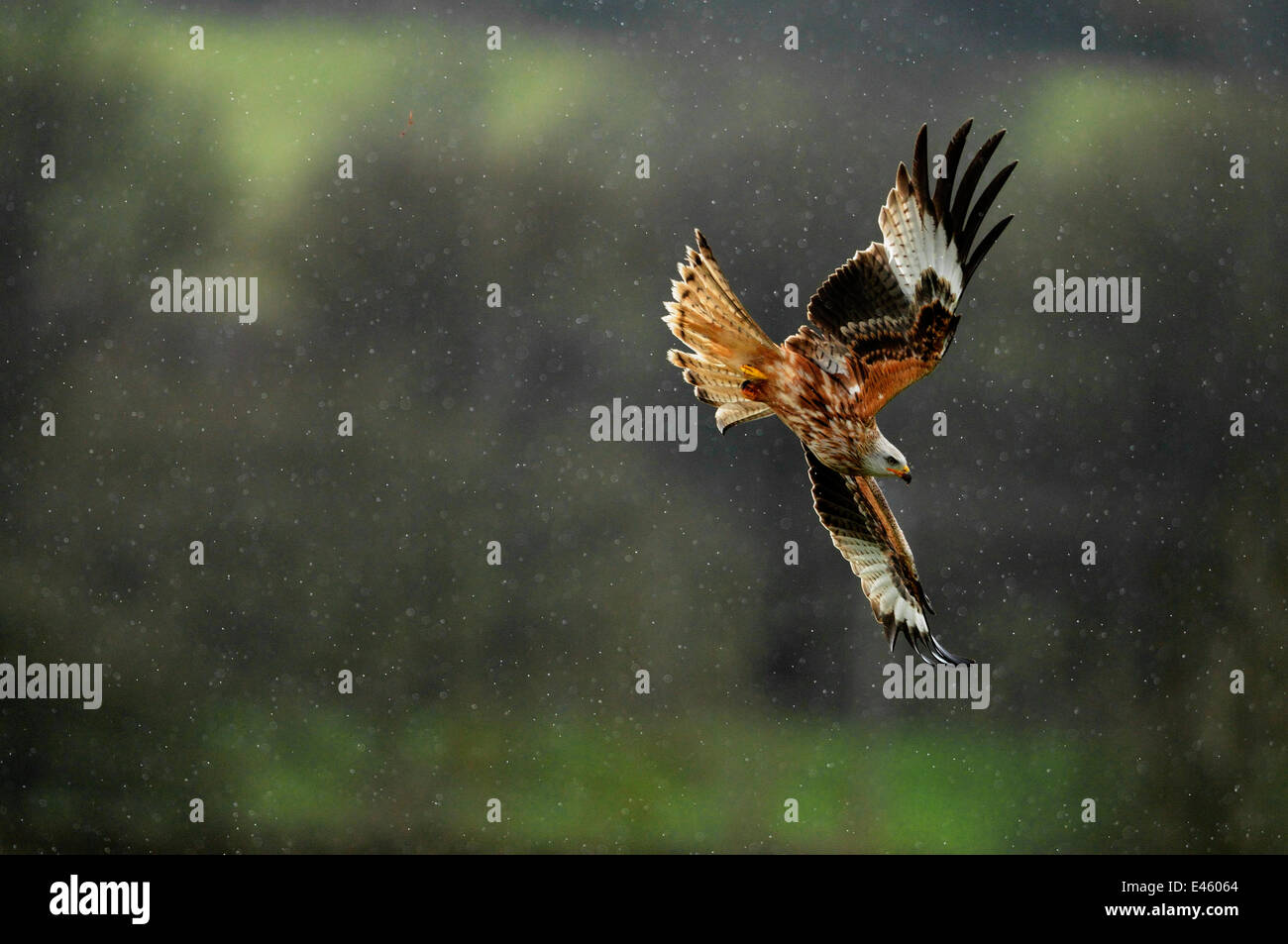 Nibbio reale (Milvus milvus) battenti in una doccia a pioggia. Dumfries and Galloway, Scozia, Giugno Foto Stock