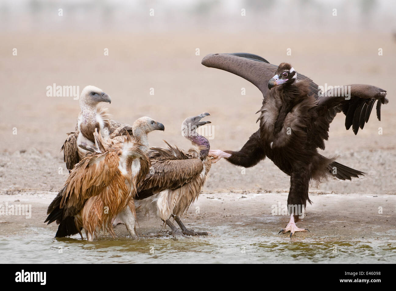 Cinereous / Europea avvoltoio nero (Aegypius monachus) nella controversia con un Eurasian grifone (Gyps fulvus), a fianco di un Himalayan grifone (Gyps himalayensis) e lunga fatturati Vulture (Gyps indicus) a bordo del lago, Rajasthan, India Foto Stock