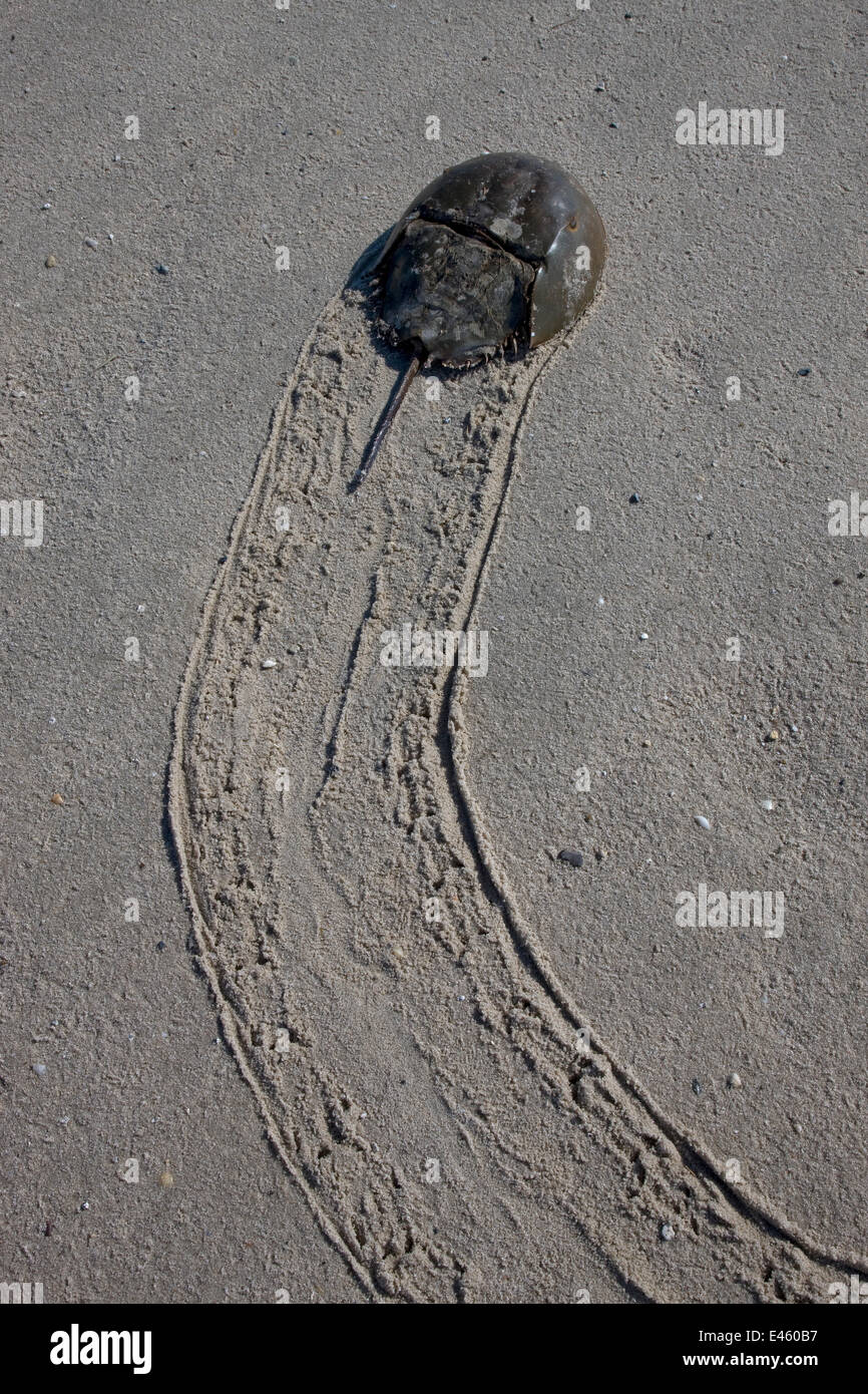 Il granchio a ferro di cavallo (Limulus polyphemus) con il sentiero in sabbia, Delaware Bay, Delaware, USA, può Foto Stock