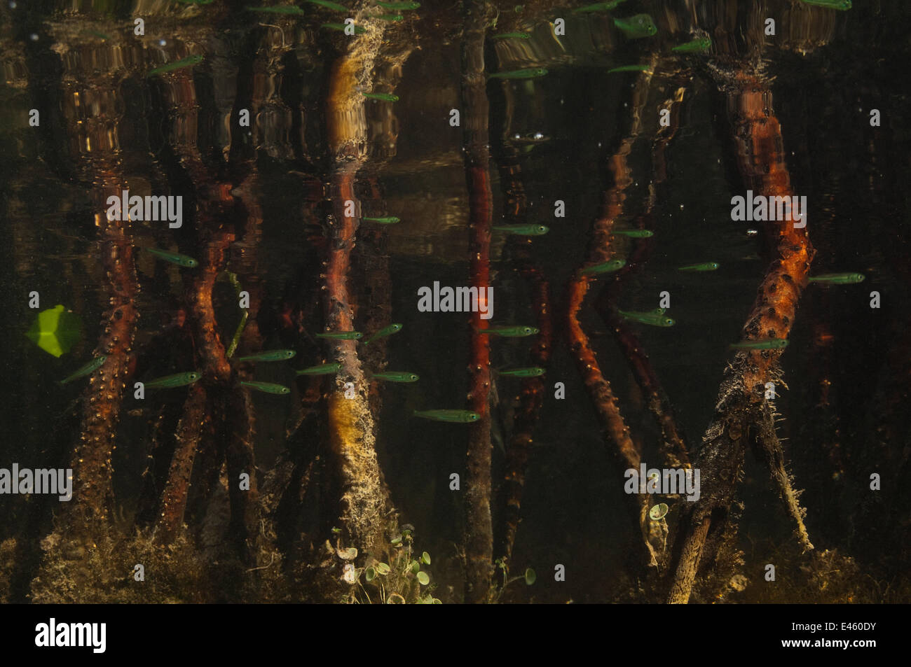 Mangrovia rossa (Rhizophora mangle) radici e vivaio di pesci. Punta Allen, Sian Ka'an Riserva della Biosfera, Quintana Roo, la penisola dello Yucatan, Messico. Foto Stock