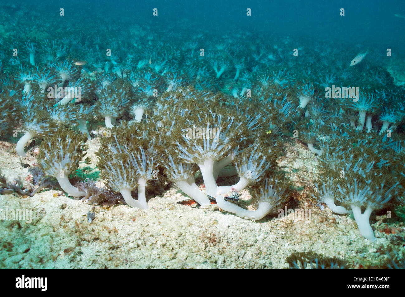 Colonia di corallo morbido (Xenia elongata). Isole Salomone, Dicembre. Foto Stock