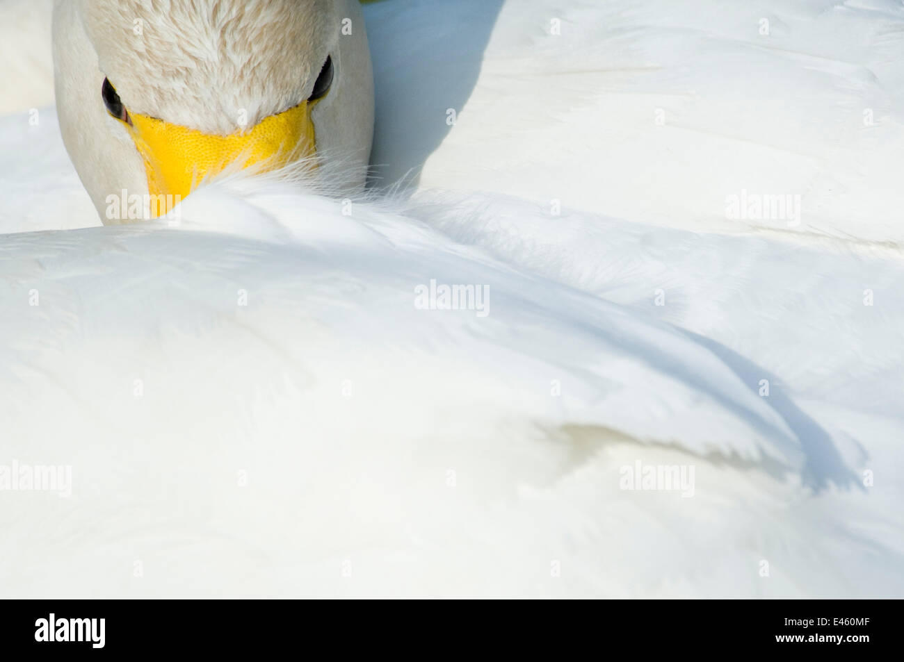 Whooper Swan (Cygnus cygnus) con il suo becco infilato sotto la sua ala. Nei Paesi Bassi, in giugno. Foto Stock