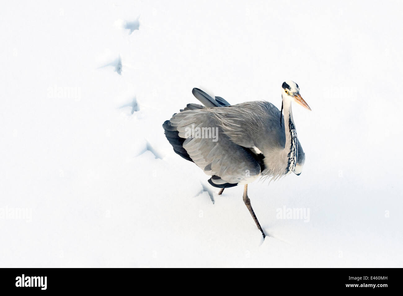 Airone cinerino (Ardea cinerea) lasciando tracce mentre si cammina attraverso la neve. Nei Paesi Bassi, in gennaio. Foto Stock