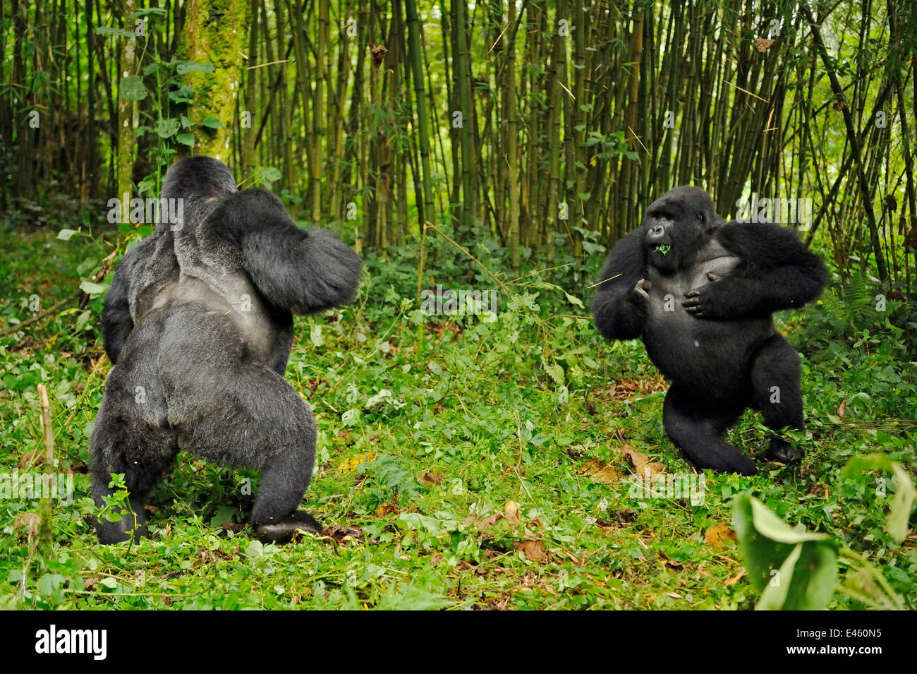 Due maschi di Gorilla di Montagna (Gorilla beringei) rivolto in alto e il petto battendo in un predominio / comportamento della gerarchia. Il Ruanda, Africa Foto Stock
