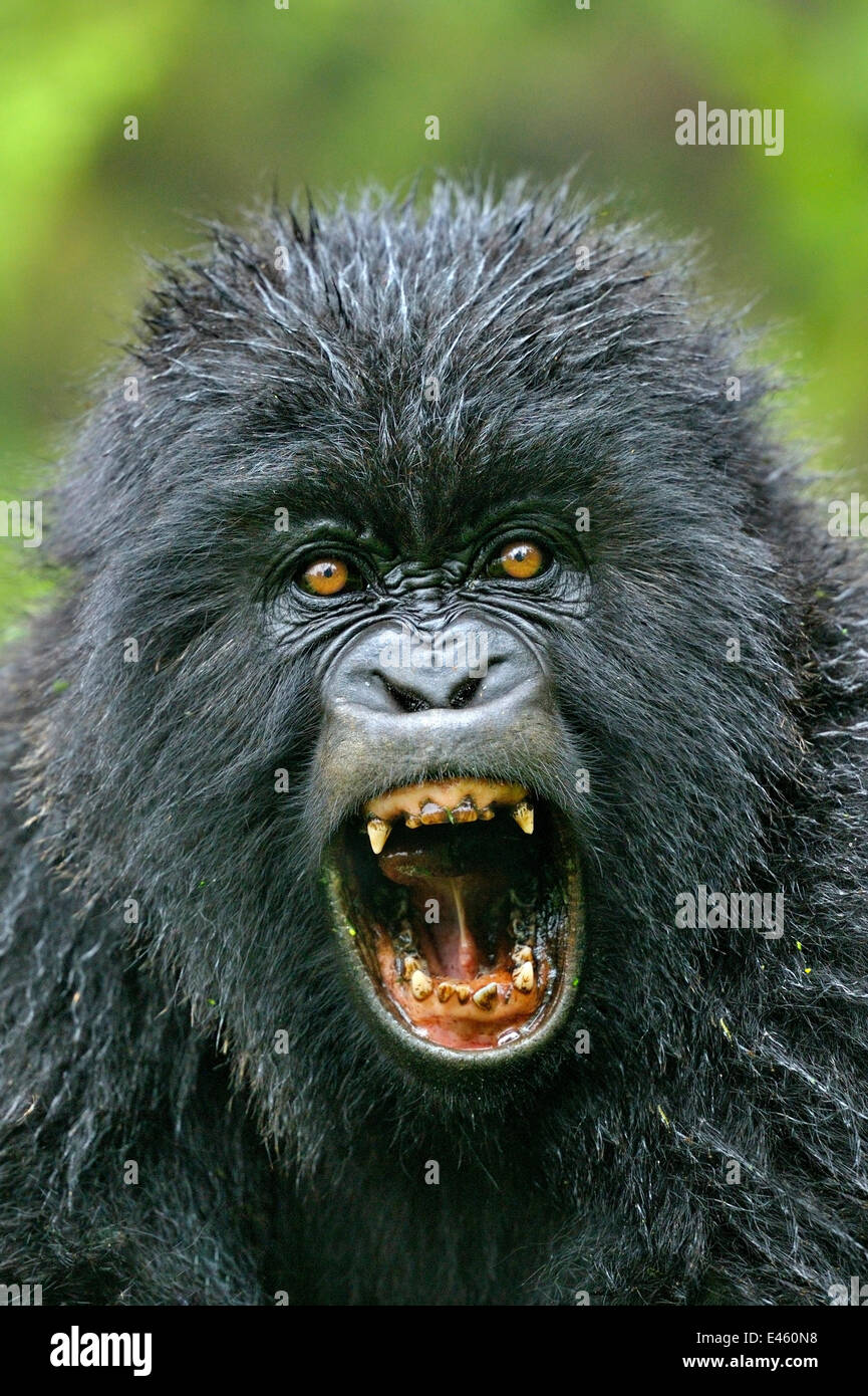 Ritratto di un Gorilla di Montagna (Gorilla beringei) con la bocca aperta. Il Ruanda, Africa Foto Stock