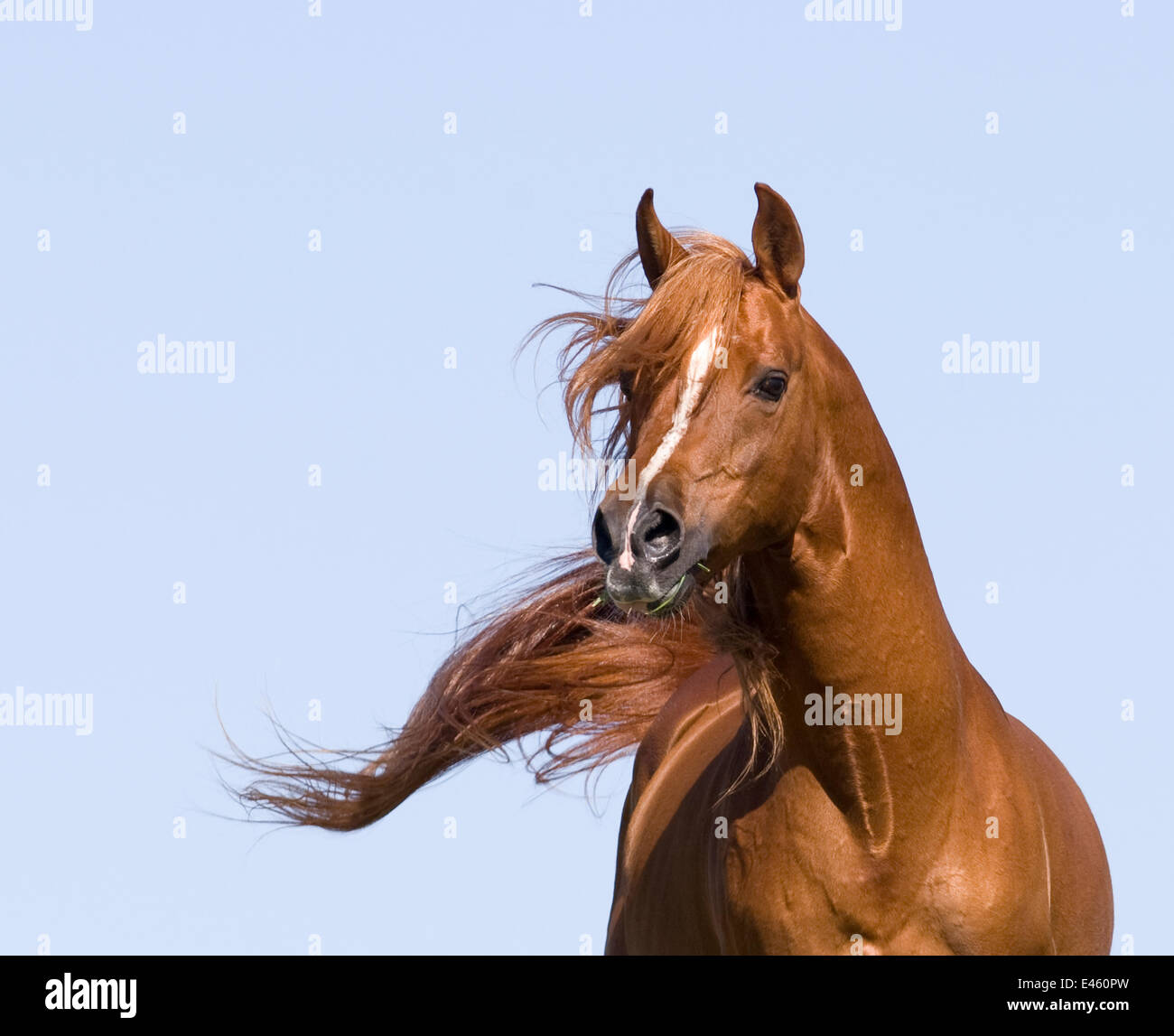 Castagno stallone arabo in esecuzione, CALIFORNIA, STATI UNITI D'AMERICA Foto Stock