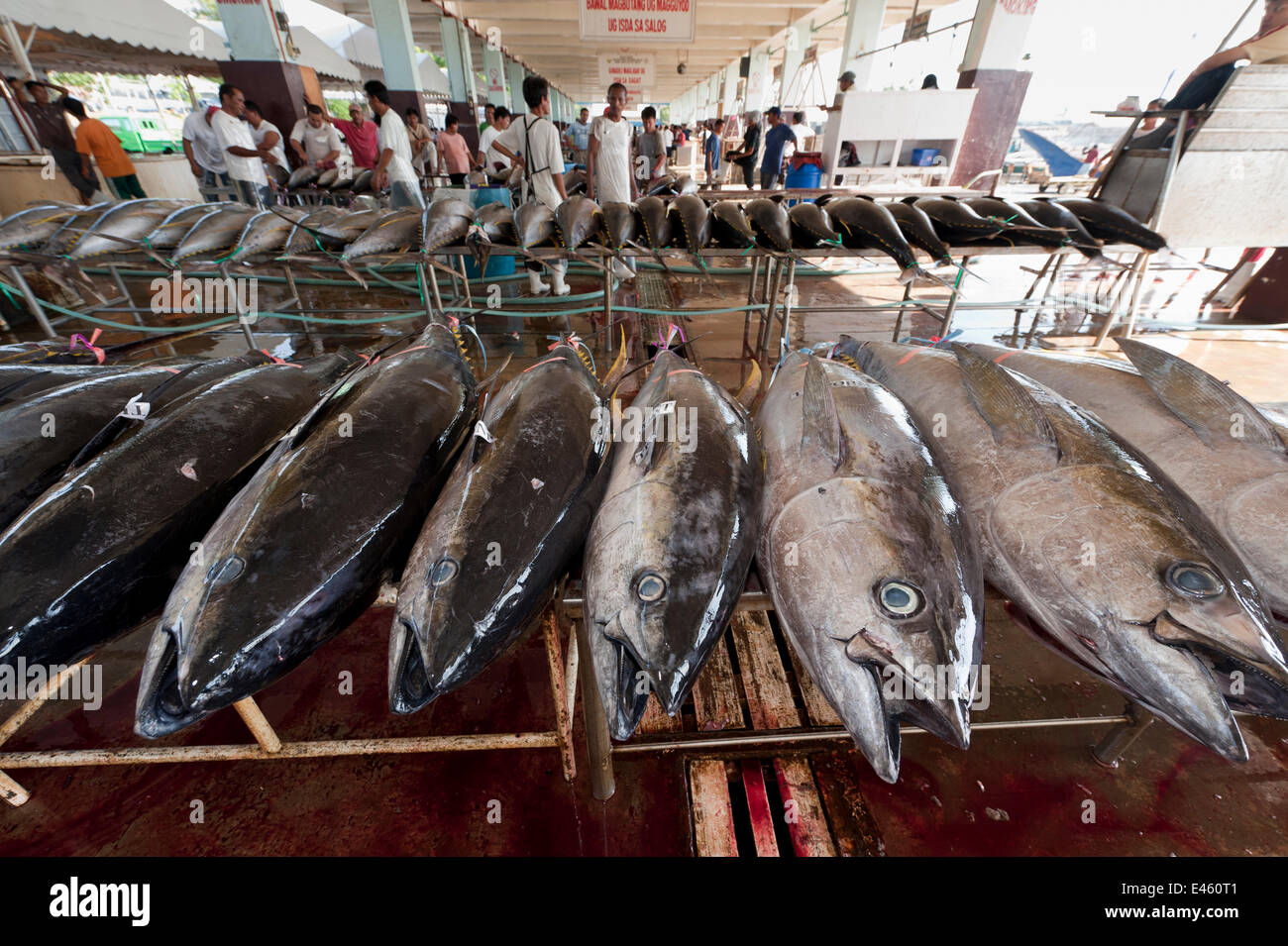 Tonno stabiliti nel sbarco del pesce e la zona di lavorazione del dock, Sarangani, Filippine, Aprile 2010 Foto Stock