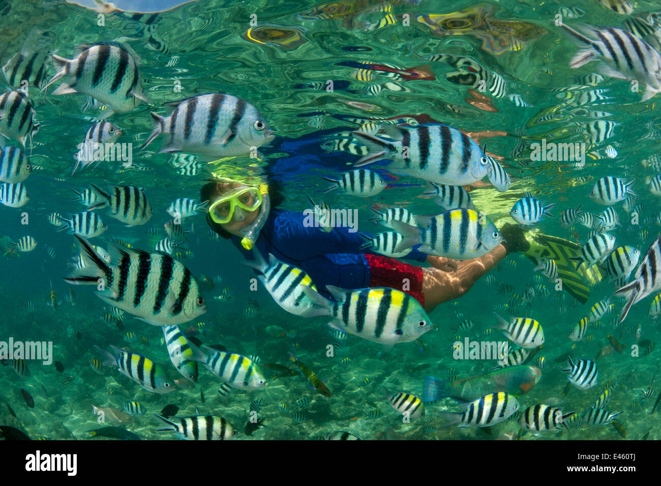 Subacqueo tra sergente maggiore castagnole (Abudefduf vaigiensis) house reef di Miniloc Island Resort, El Nido, PALAWAN FILIPPINE. Questi pesci si riuniscono densamente quando il pane è gettato in acqua dal personale della eco-resort. Modello rilasciato Foto Stock