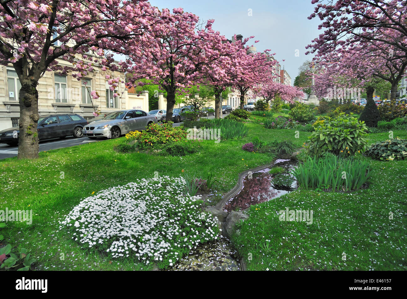 Ampia striscia mediana / centro di prenotazione tra le strade rese in un giardino con fioritura ciliegio (Prunus) alberi e acqua caratteristica, Gand, Belgio. Aprile 2011. Foto Stock