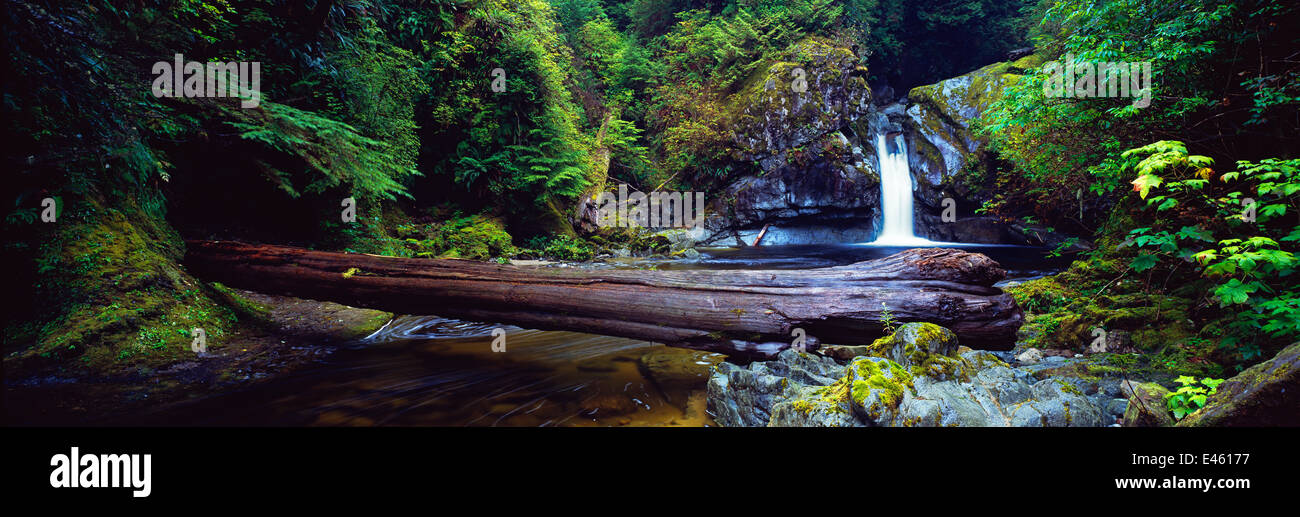 Cascata sul Darling River con un albero caduto come un ponte sulle acque. West Coast Trail, Pacific Rim National Park Reserve, costa ovest dell'isola di Vancouver, Canada, settembre 2010. Foto Stock