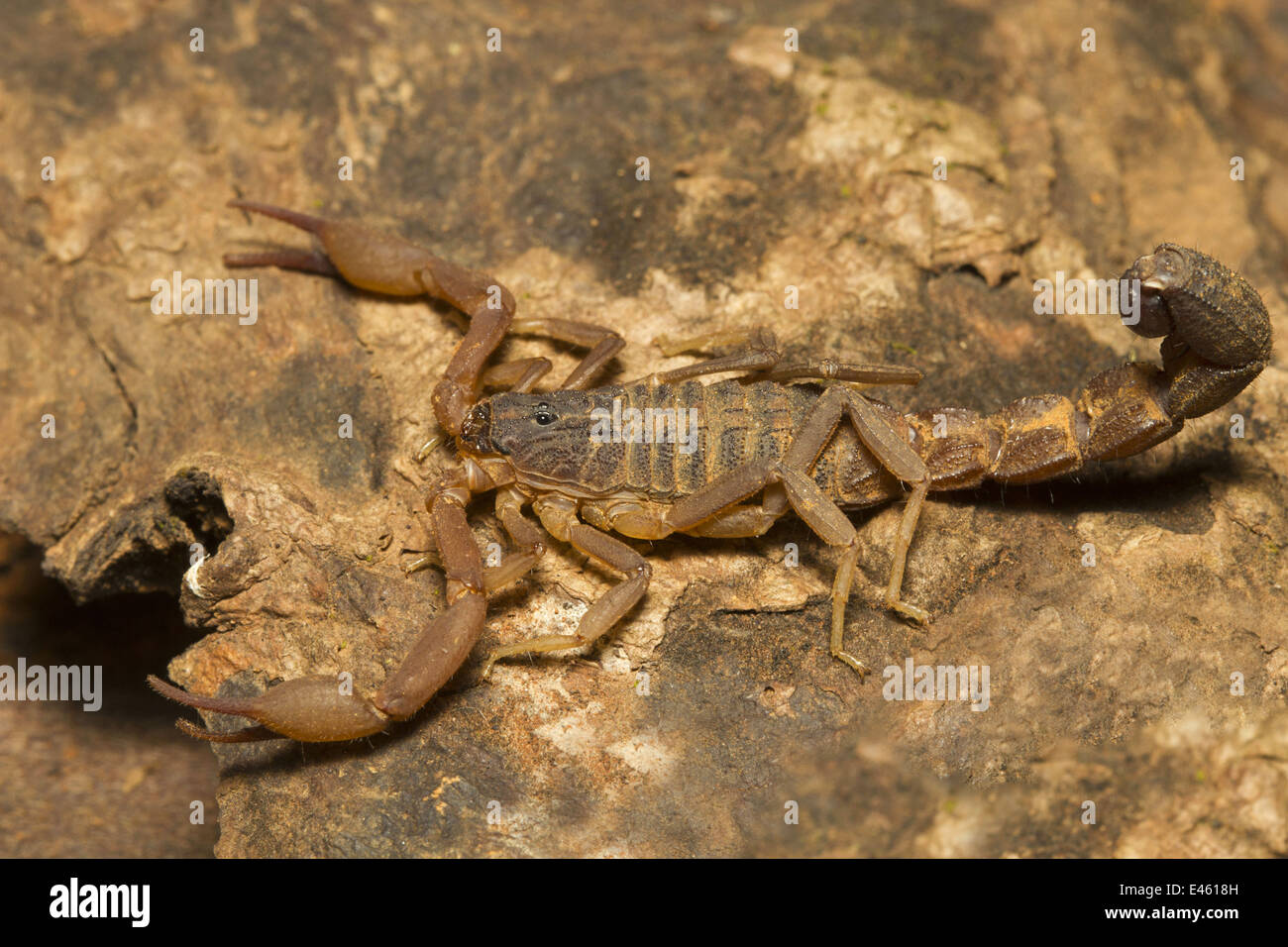 Fat tailed scorpion, Hottentotta sp., comune, deserto, Goa Foto Stock