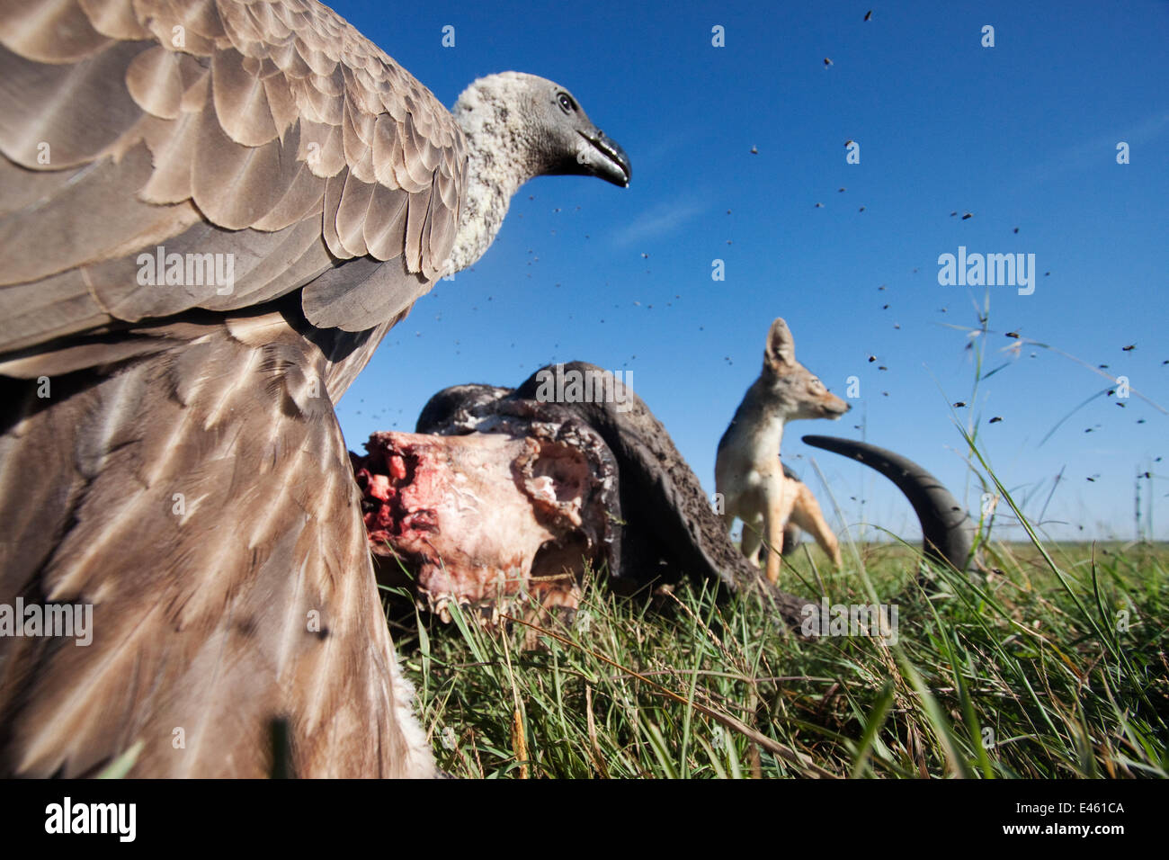 White-backed grifone (Gyps africanus) e nero-back jackal (Canis mesomelas) alimentazione dalla carcassa di un bufalo del capo (Cyncerus caffer) - Ampio angolo di prospettiva. Masai Mara riserva nazionale del Kenya. Febbraio Foto Stock