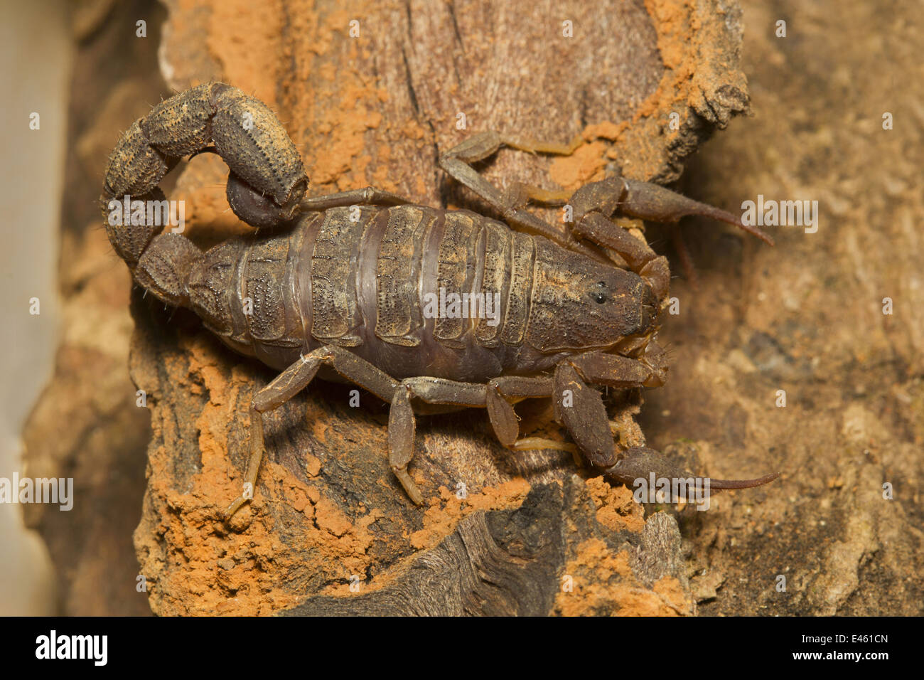 Fat tailed scorpion, Hottentotta sp., comune, deserto, Goa Foto Stock