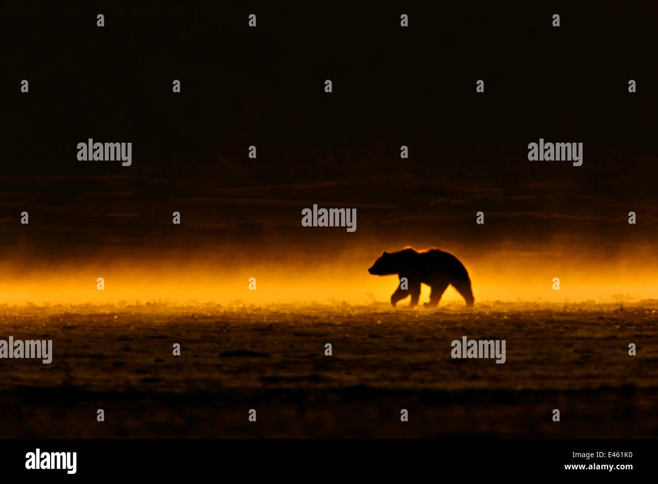 Orso grizzly (Ursus arctos) in movimento in tarda serata luce dopo heavy rain. Alaska, USA, Giugno. Foto Stock