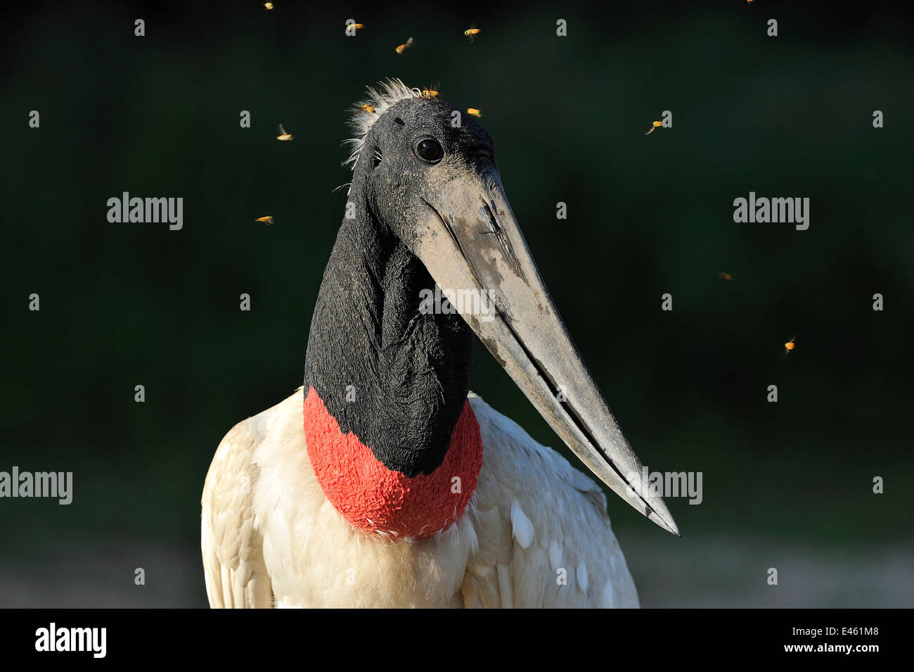 Cicogna Jabiru Aeroporto (Jabiru Aeroporto mycteria) afflitto da horseflies (Tabanidae). Fiume Pixaim, il Pantanal zone umide dello Stato del Mato Grosso, in Brasile, in novembre. Foto Stock