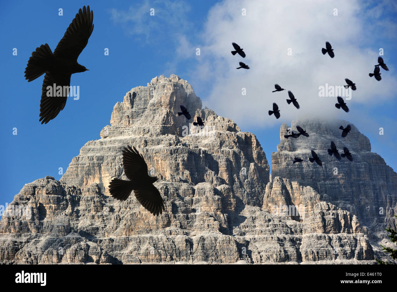 Gracchio alpino / giallo-fatturate (CHOUGH Pyrrhocorax graculus) gregge in volo contro la montagna, Dolomiti, Italia. Composito Digitale. Foto Stock