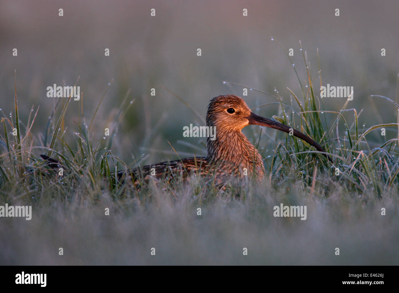 Eurasian Curlew (Numenius arquata) in erba bagnata illuminato dalla luce di Alba. Biebrza National Park, Biebrza paludi, Polonia, maggio. Foto Stock