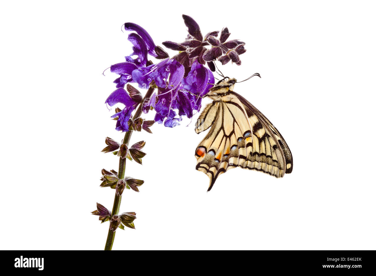 A coda di rondine comune butterfly (Papilio machaon) appoggiato sul prato Clary (Salvia pratensis) fiori, su uno sfondo bianco. Nordtirol, Tirol, Alpi austriache, Austria, 1700 metri di altitudine, Luglio. Foto Stock