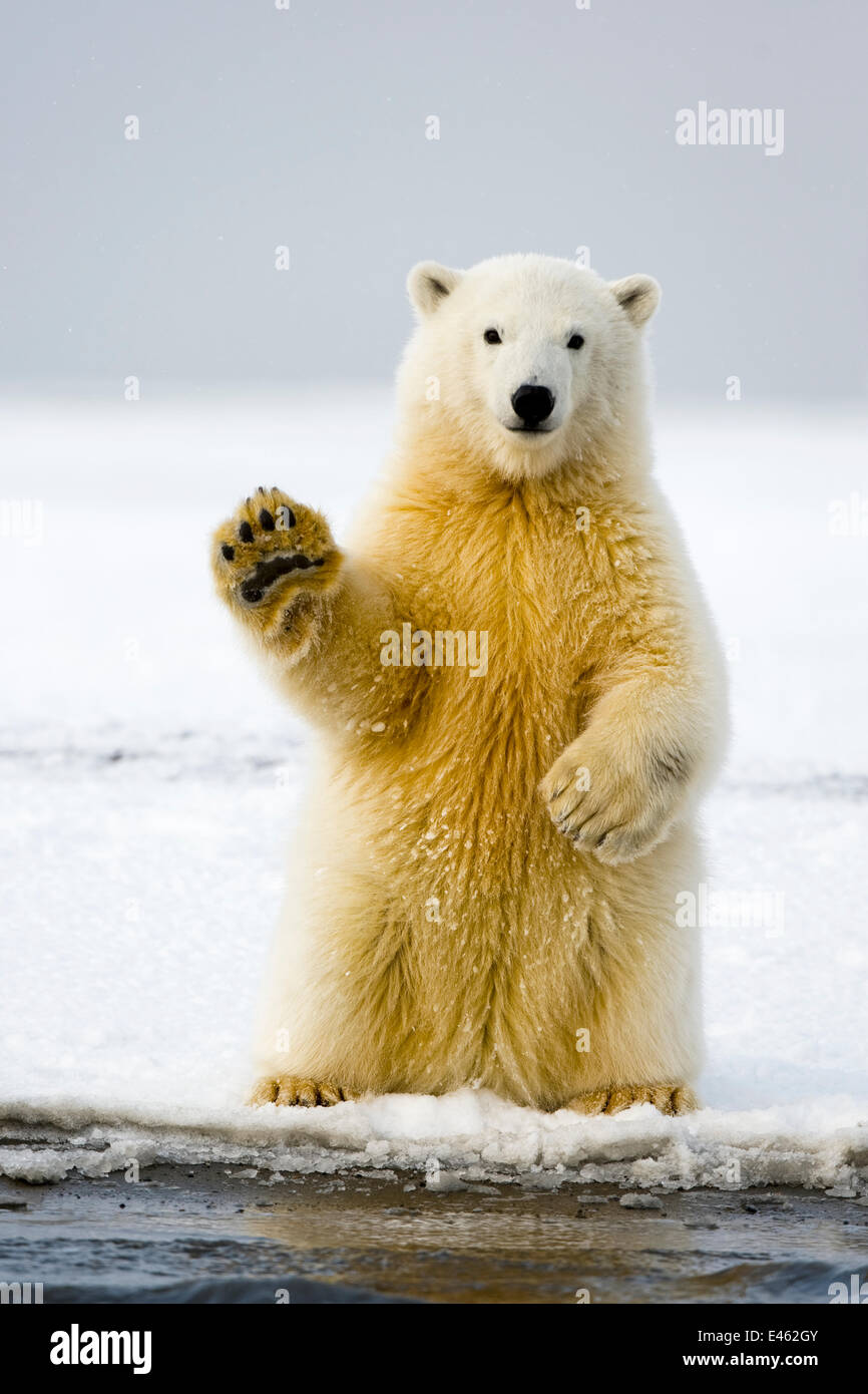 Orso polare (Ursus maritimus) curioso cub si siede sulle zampe posteriori, paw sollevato, e tenta di equilibrio stesso, lungo Bernard sputare in autunno 1002 area dell'Arctic National Wildlife Refuge, Alaska, STATI UNITI D'AMERICA, Ottobre Foto Stock