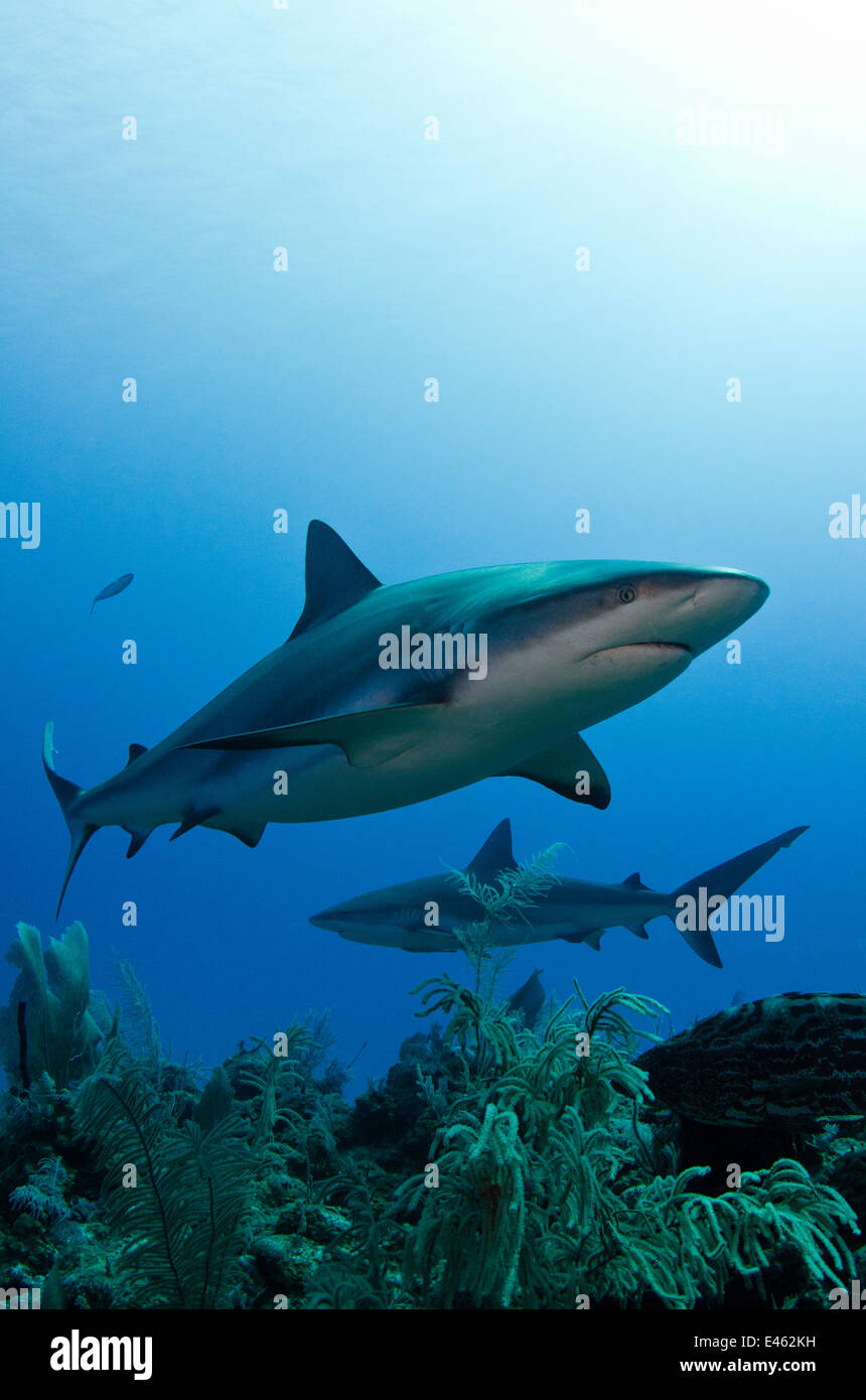 Caribbean reef shark (Carcharhinus perezi) Jardines de la Reina Il Parco Nazionale di Cuba Foto Stock