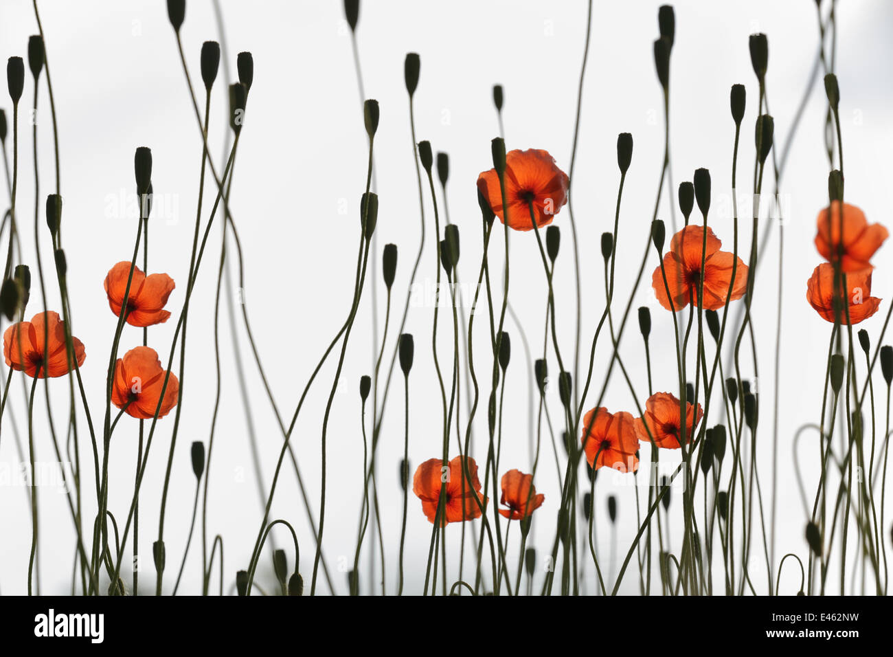 A lungo guidato Papavero (Papaver dubium) Fiori e seedheads contro il cielo, che cresce su terreni incolti accanto al parcheggio, Calne, Wiltshire, Regno Unito, Giugno. Specialmente raccomandati, in lode di piante categoria, Wildlife Photographer of the Year 2011 Concorrenza Foto Stock