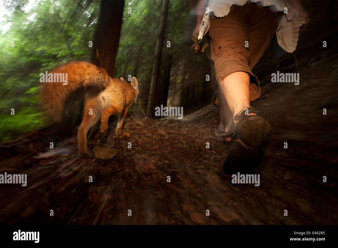 Red Fox (Vulpes vulpes vulpes) vixen 'Sophie' diventato abituato al fotografo e gli avrebbe permesso di camminare attraverso la foresta accanto a lei, la Foresta Nera, in Germania, in luglio. Vincitore del Fritz Polking portfolio premio in GDT concorrenza 2011 Foto Stock