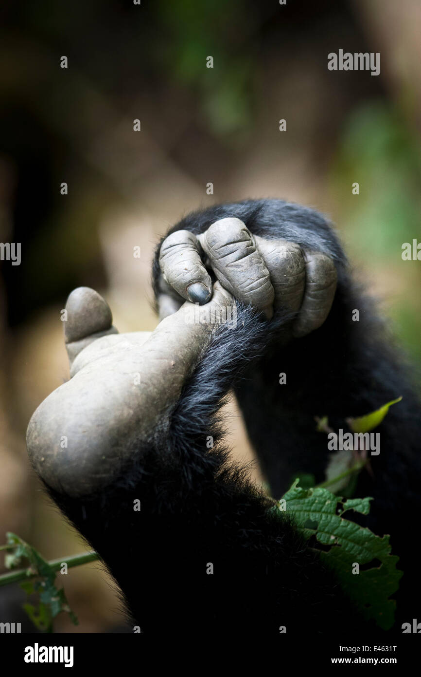 Pianura orientale (gorilla gorilla Gorilla graueri) a mano e a pedale di giovani gorilla, Kahuzi Biega NP, Repubblica Democratica del Congo. Gorille de plaine de l'Est, Republique Democratique du Congo. Foto Stock