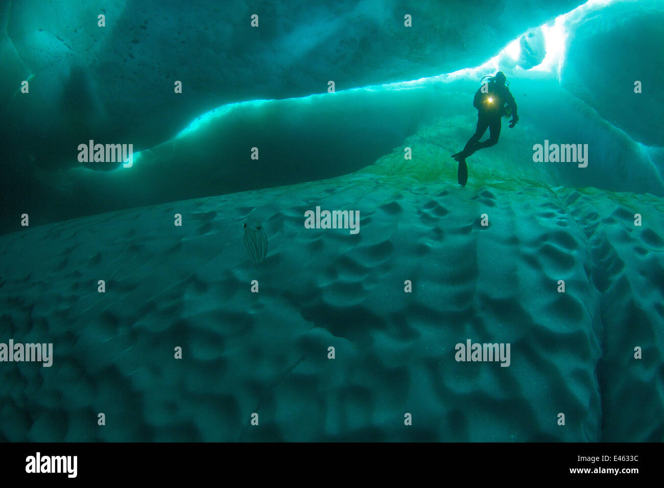 Iceberg dive, diver accanto al glaçon, ingresso di stagno, Isola Baffin, Nunavut, Canada, giugno Foto Stock