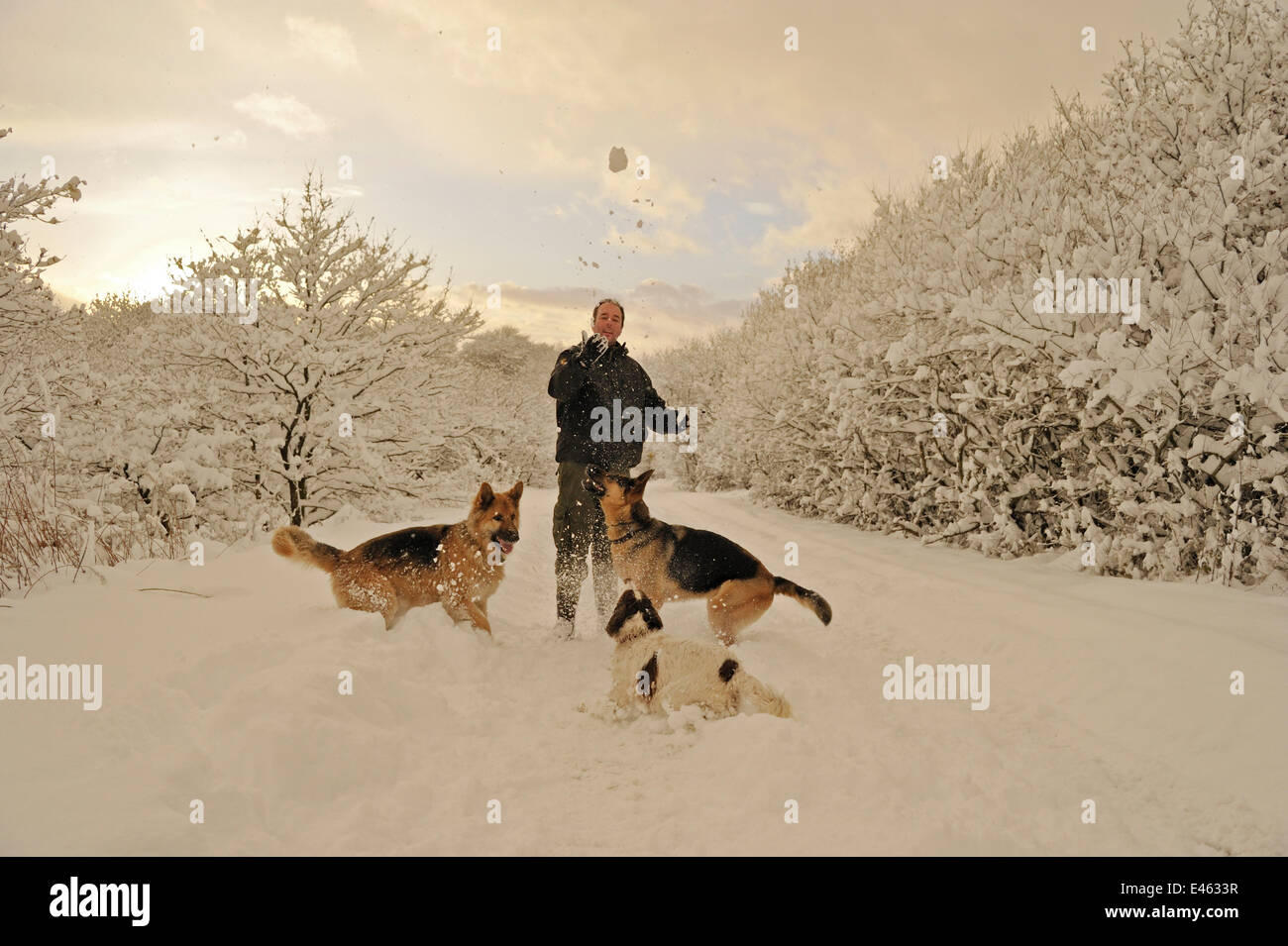 Uomo a giocare nella neve profonda con cani (due pastori tedeschi e un épagneul) sulla strada chiusa sulla montagna di Caerphilly, Caerphilly, South Wales, Regno Unito, dicembre 2010, Modello rilasciato Foto Stock