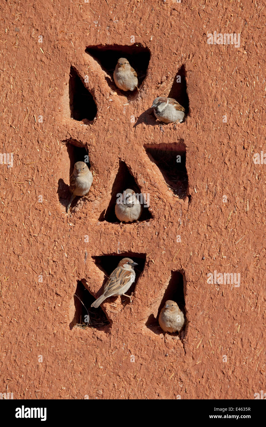 Casa passeri (Passer domesticus) appollaiato sulla costruzione, Marocco, Marzo Foto Stock