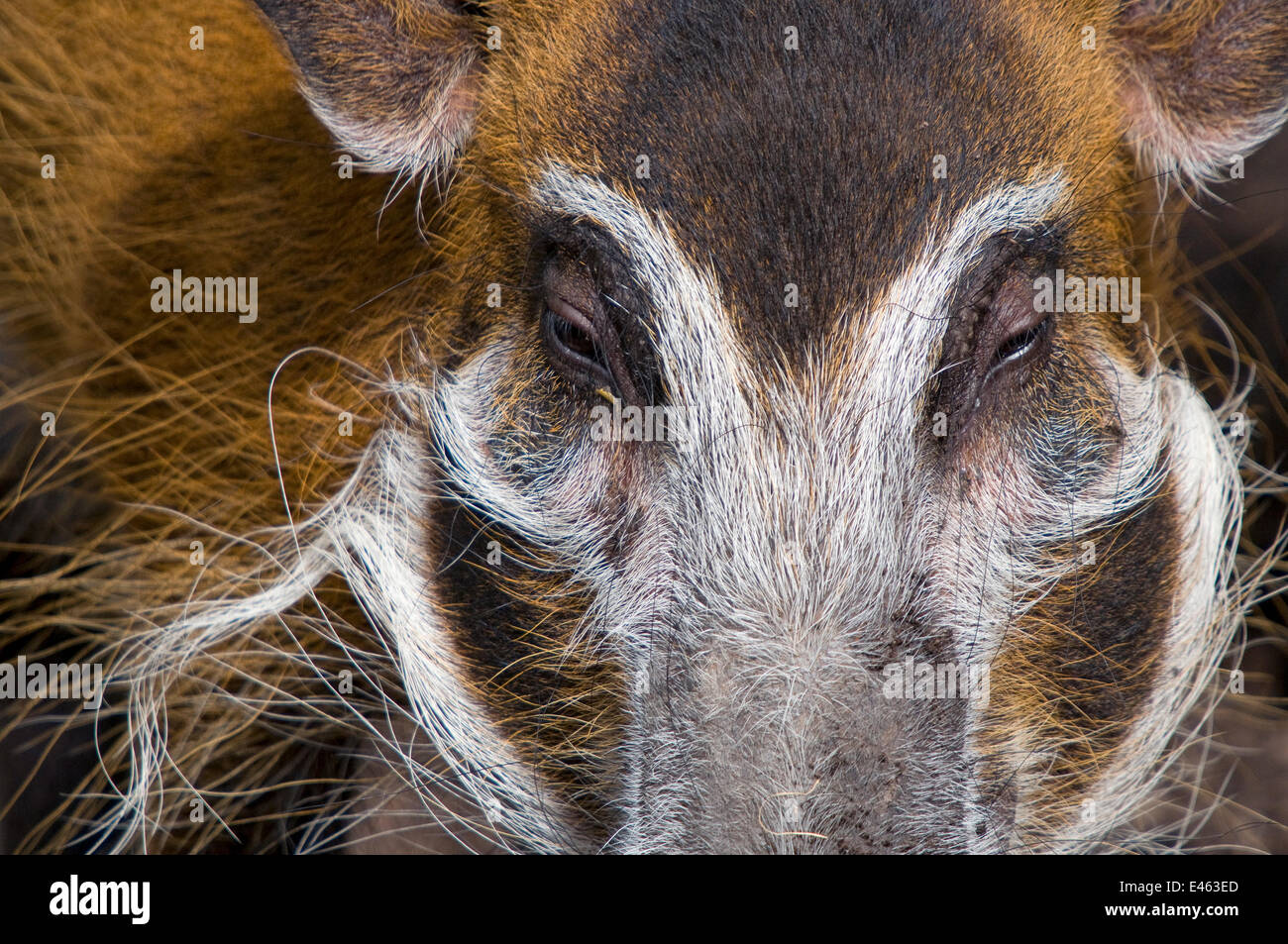 Red River hog (Potamochoerus porcus) vicino fino alla testa, captive Foto Stock