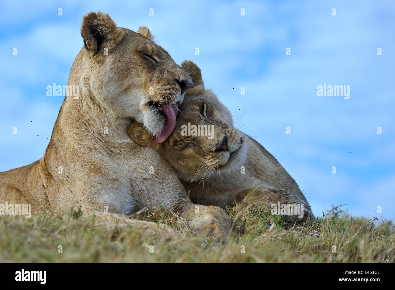 Leoni africani (Panthera leo) una leonessa a leccare un altro, Okavango Delta, Botswana Foto Stock
