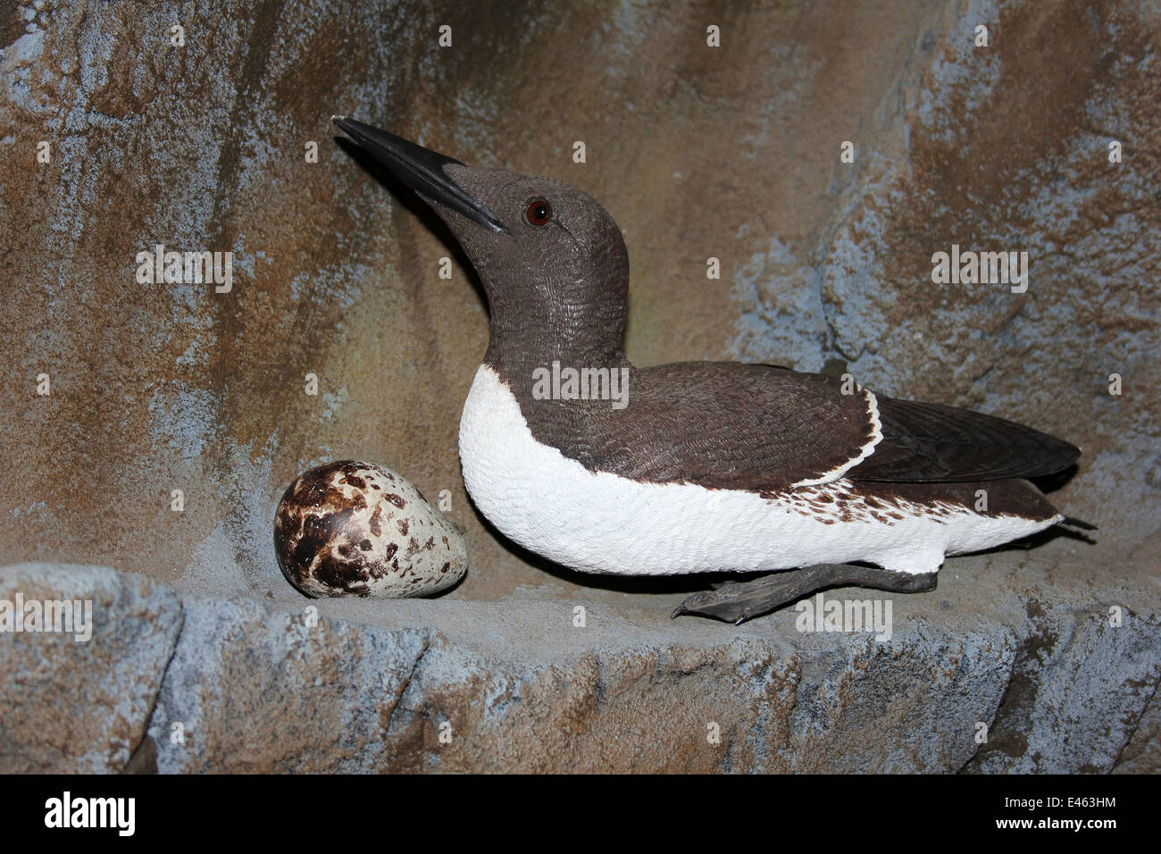 Modello di Guillemot Uria aalge sulla scogliera il bordo con uovo Foto Stock