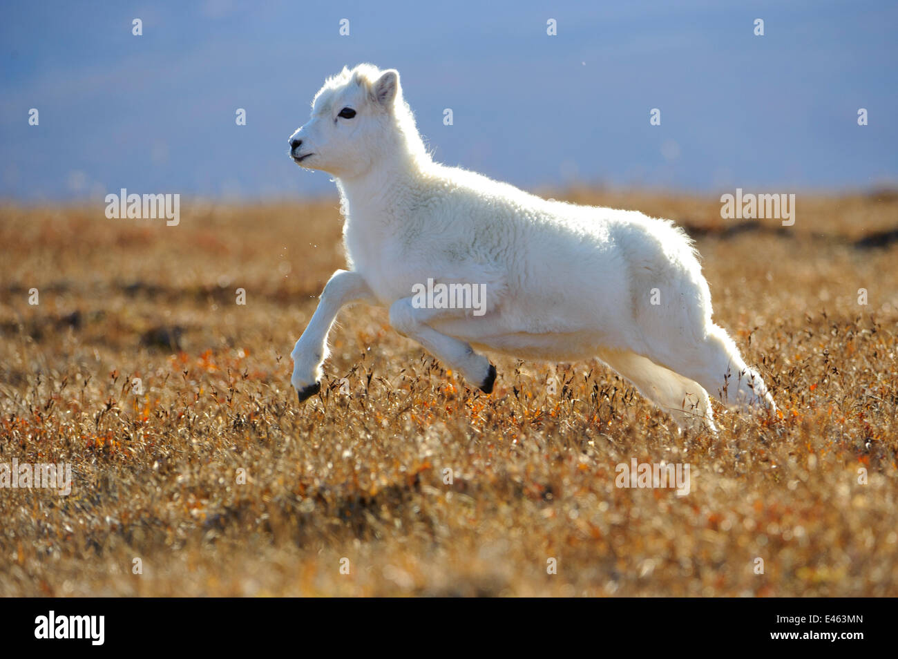 Dall pecore (ovis dalli) yearling agnello in esecuzione attraverso la tundra alpina, Parco Nazionale di Denali, Alaska, STATI UNITI D'AMERICA Foto Stock