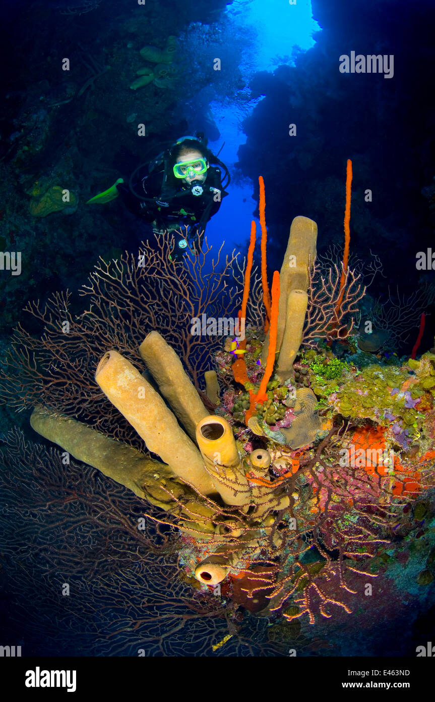 Un subacqueo ad esplorare una barriera corallina con formazione del tubo marrone spugne (Agelas conifera) rosso corda spugne (Amphimedon compressa) e mare di acque profonde ventole (Iciligorgia nodulifera) East End, Grand Cayman, Isole Cayman, British West Indies, Mar dei Caraibi. Modello Foto Stock