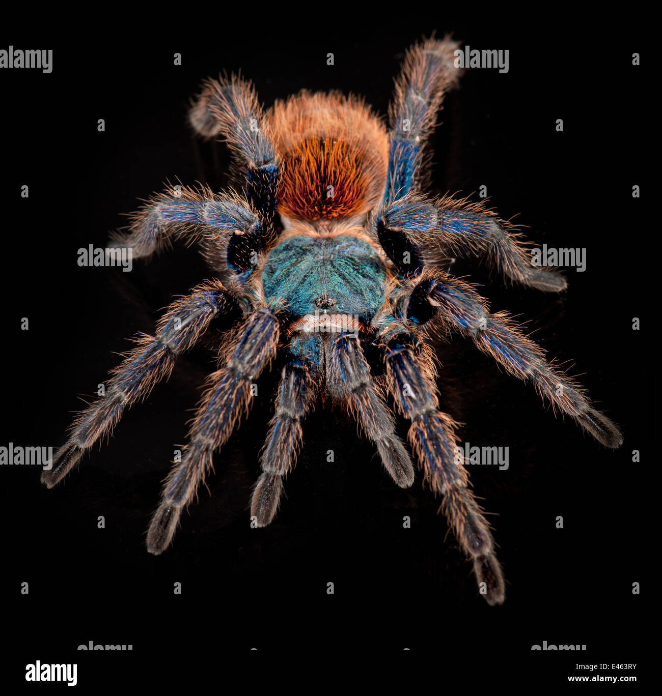 Verde bottiglia blu Tarantola, (Chromatopelma cyaneopubescens) captive dal  Venezuela Foto stock - Alamy