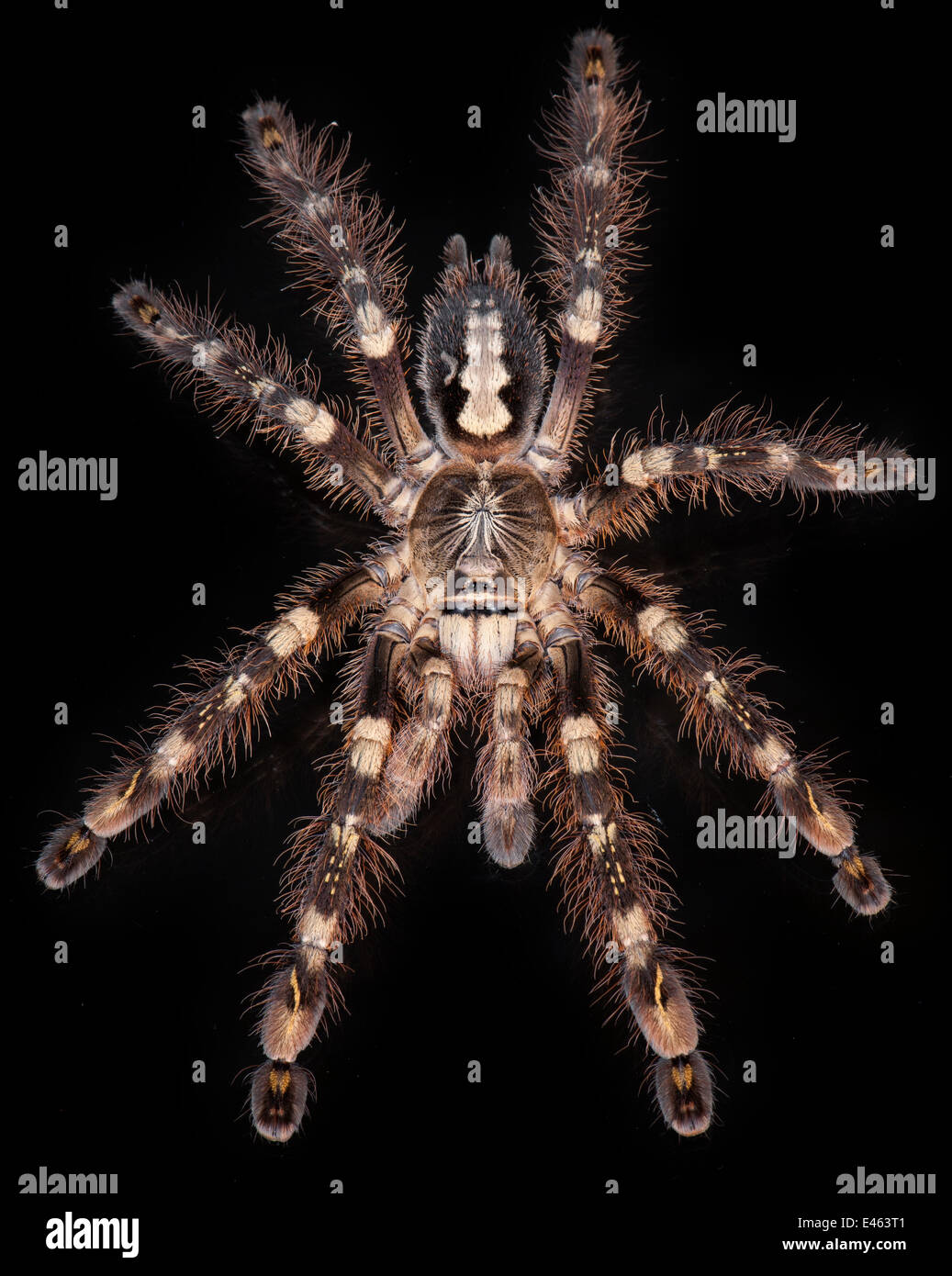 Avorio Tarantulas ornamentali (Poecilotheria subfusca) dallo Sri Lanka Foto Stock