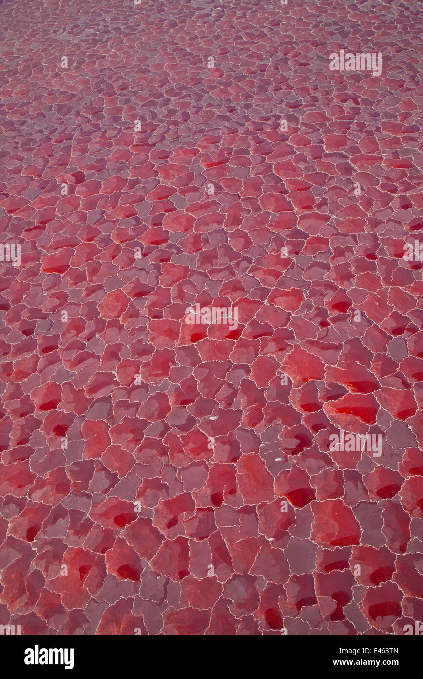 Vista aerea delle saline di colore rosso da cianobatteri, Lago Natron, Rift Valley, Tanzania, Agosto 2009 Foto Stock