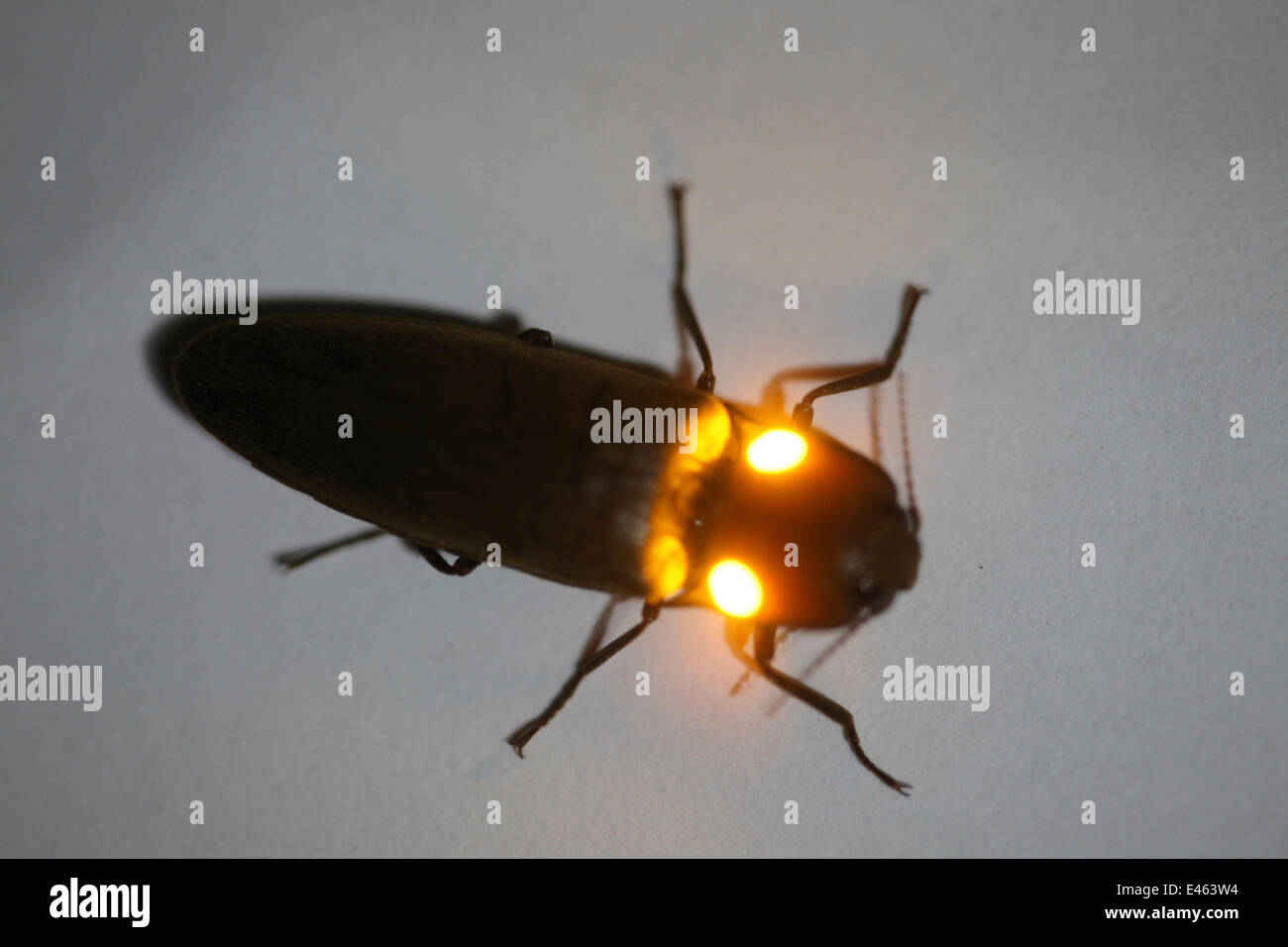 Fare clic su beetle Pyrophorus (sp) che mostra la bioluminescenza di arancione, Costa Rica Foto Stock