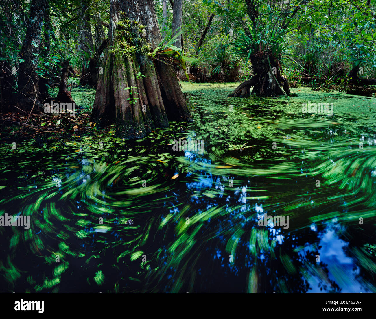 Cupola di cipressi palude con acqua superficie coperta con acqua-brillantini e lenticchie d'acqua, Big Cypress Seminole Indian Reservation, Everglades della Florida, Stati Uniti d'America Foto Stock