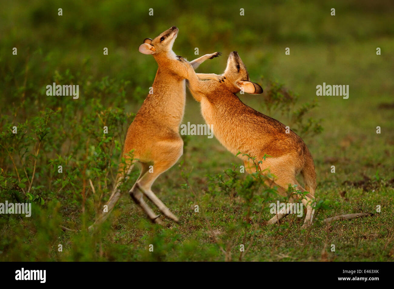 Agile wallaby (Macropus agilis) sparring e combattimenti Bamarru pianure, Territori del Nord, Australia Foto Stock