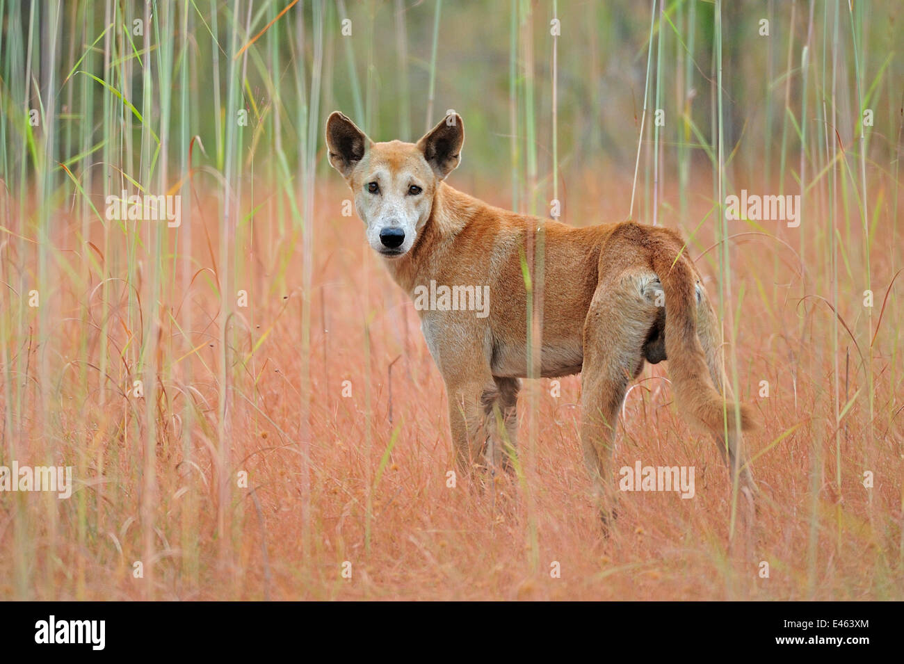 Dingo (Canis lupus dingo) Kakadu National Park, Nord Ovest Territori, Australia Foto Stock