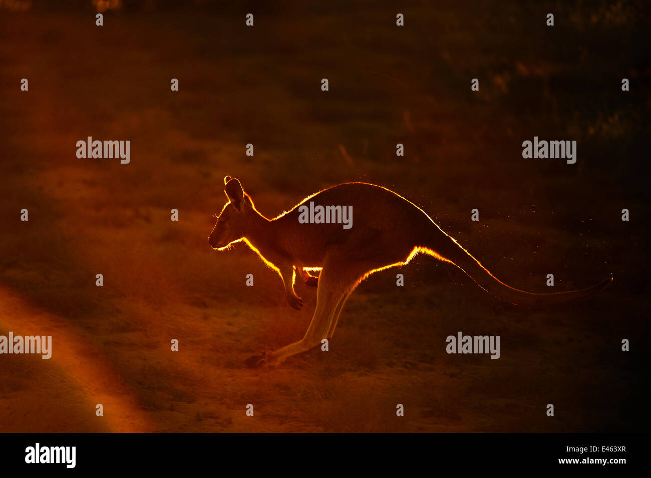 Wallaroo comune (Macropus robustus) hopping in fine la luce solare, Sal Salis, Ningaloo Reef, Cape Range National Park, Australia occidentale Foto Stock