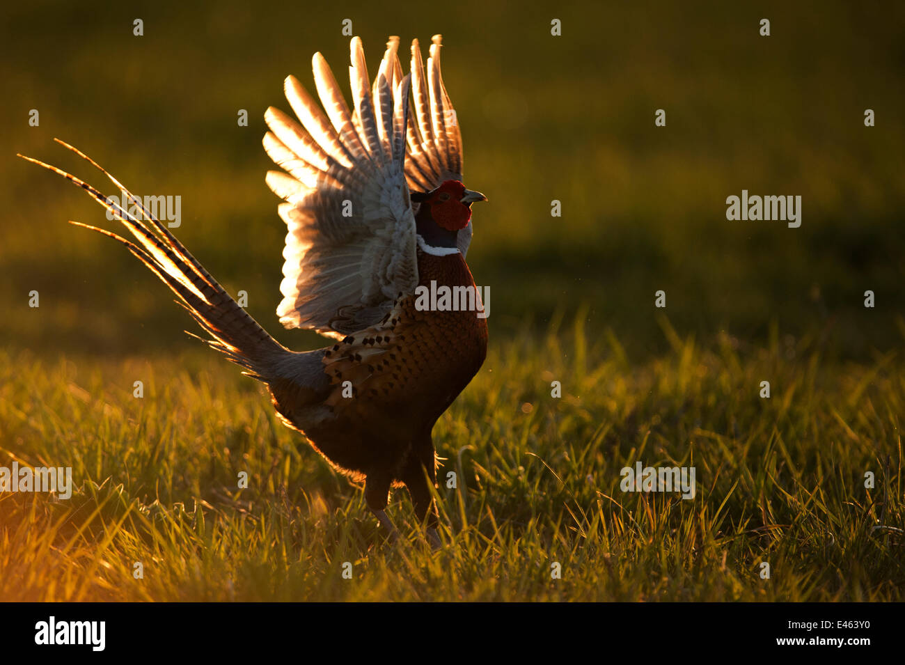 Fagiano (Phasianus colchicus) maschio visualizzazione al crepuscolo, UK Marzo Foto Stock