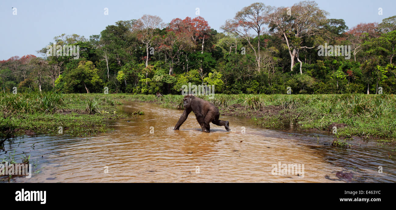 Pianura occidentale (gorilla Gorilla gorilla gorilla) sub-femmina adulta 'Mosoko' di età compresa tra i 8 anni che attraversa un fiume, Bai Hokou, Dzanga Sangha densa speciale riserva forestale, Repubblica Centrale Africana Foto Stock