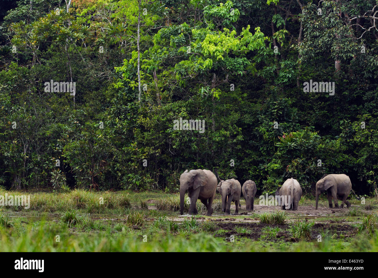 Forest una mandria di elefanti (Loxodonta cyclotis) bere e wallowing in un fiume, Bai Hokou, Dzanga Sangha densa speciale riserva forestale, Repubblica Centrale Africana Foto Stock