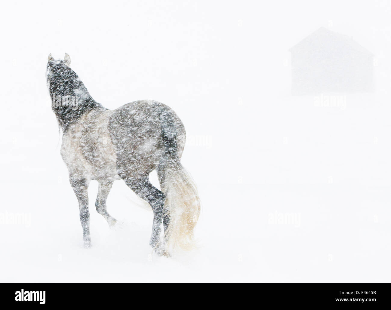 Cavallo nella tempesta di neve con un capannone in background, STATI UNITI D'AMERICA Foto Stock